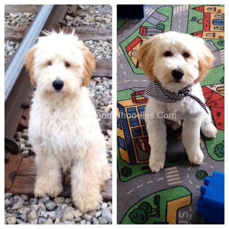 whoodle puppy cut